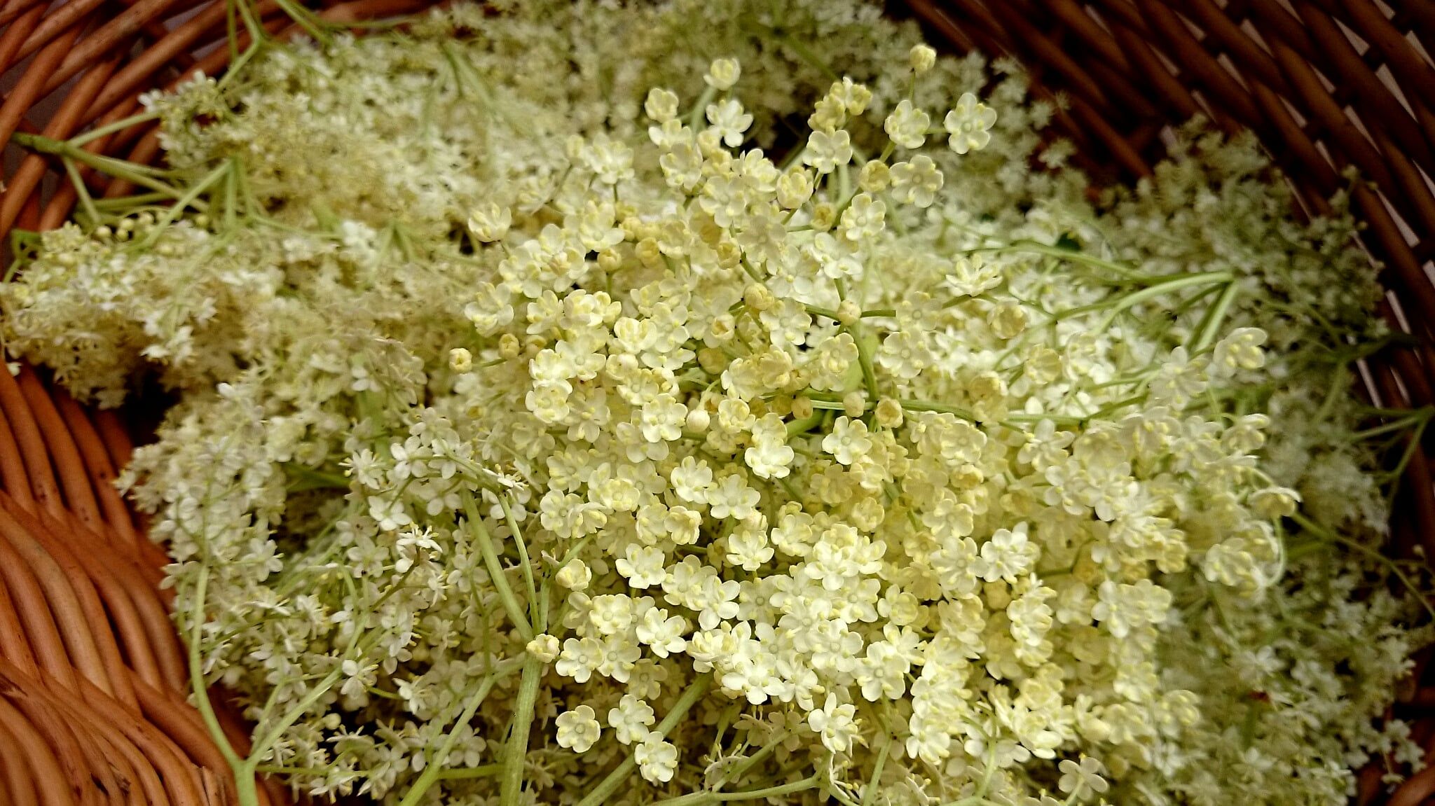 Recepty bylinkářů