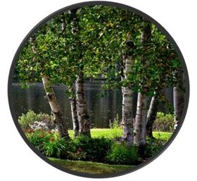 Bříza bělokorá, list řezaný – botanický obrázek