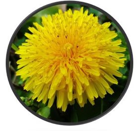 Pampeliška lékařská, kořen řezaný – botanický obrázek