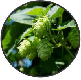 Chmel otáčivý, šištice řezané – botanický obrázek