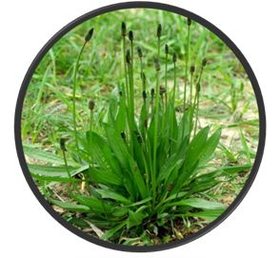 Jitrocel kopinatý, list řezaný – botanický obrázek