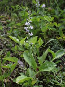 Rozrazil lékařský, nať řezaná – botanický obrázek
