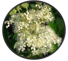 Tužebník jilmový, nať řezaná – botanický obrázek