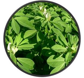 Pískavice řecké seno, semeno celé – botanický obrázek